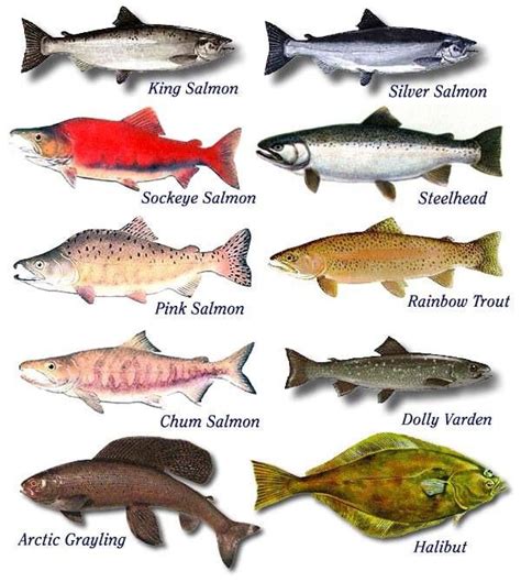 Alaska Fish Species Chart