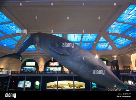 Blue Whale Model Milstein Hall Of Ocean Life ©trowbridge And Livingston