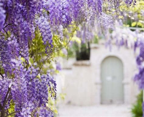 Comment D Clencher La Floraison D Une Glycine