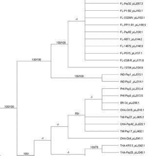 Majority Rule Consensus Tree Based On Maximum Parsimony Analyses Of 29