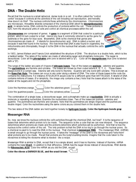 DNA Structure And Replication Worksheet Lecture Notes Genetics