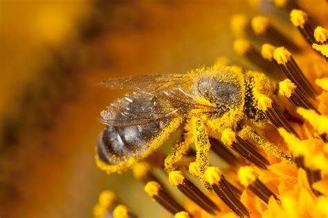 Beewise une idée qui sort du cadre pour sauver les abeilles du monde