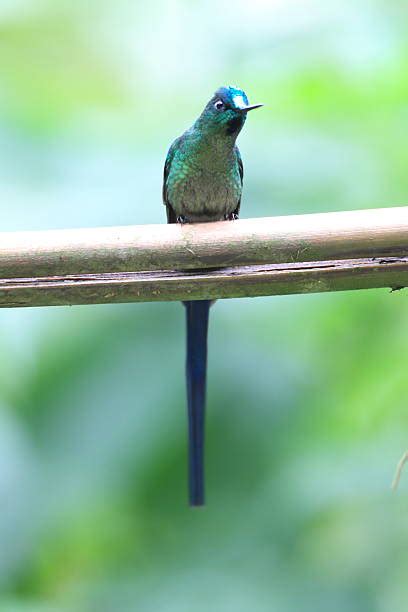 120 Colibrí Coludo Azul Fotografías De Stock Fotos E Imágenes Libres