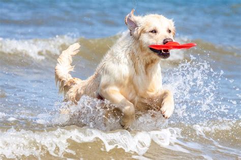 Playas Para Perros En Espa A Listado Oficial Redcanina Es