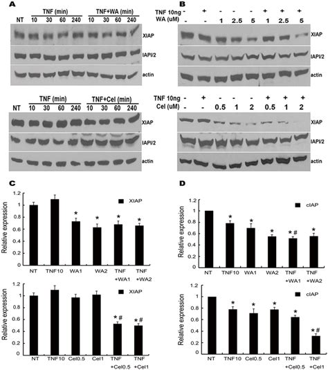 Kinetic And Dose Effects Of TNF And WA Cel Combination On XIAP And