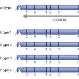 Haplotype mapping Figure sourced from ‘The Human Genome: Haplotype... | Download Scientific Diagram