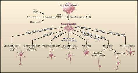 Constructing And Deconstructing Stem Cell Models Of Neurological