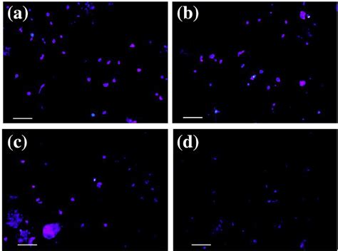 Morphological Changes In MDAMB231cells Treated With Proteomics