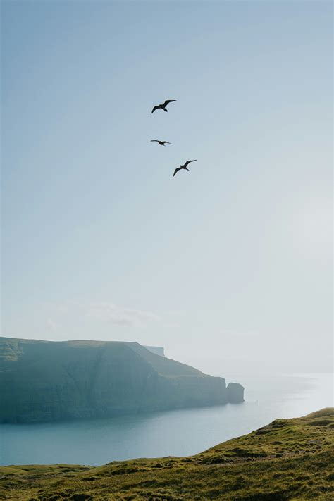 Birds fly over the coast and the sea. photo – Free Travel Image on Unsplash