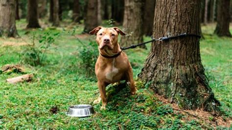 Après Sêtre Acharné Sur Sa Chienne à Coups De Hache Cet Homme Met Fin