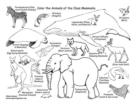 Mammals Coloring Page (Classification)