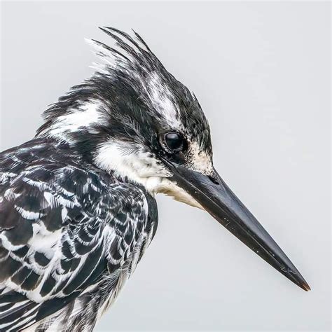 Photo Of The Day A Pied Kingfisher In South Africa By Peter Schoeman