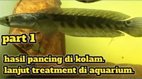 Treatment Channa Maru Hasil Pancingan Di Kolam Channamaru