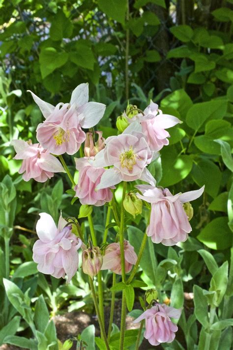 Shoreline Area News Photo Pink Columbine