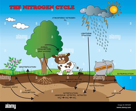 Ilustraci N Del Ciclo Del Nitr Geno Para La Escuela Fotograf A De Stock