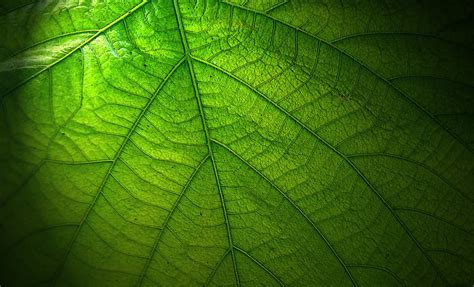 Royalty Free Photo Green Leaf Pickpik