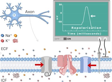 Neuron Action Potential Sequence Of Events And Diagram GetBodySmart