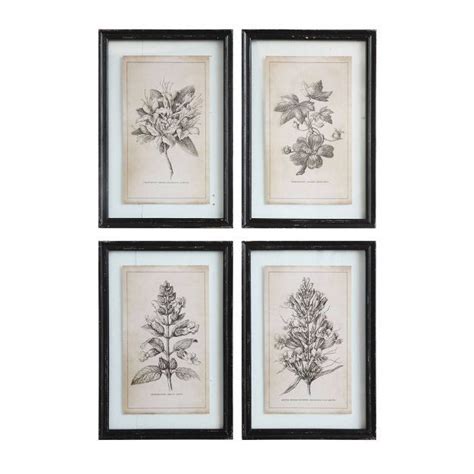 Four Framed Botanical Prints In Black And White On Paper Each With