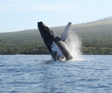 Maui Whale Watching Guide Humpback Whales In Hawaii