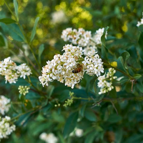 Tro Ne Commun Atrovirens Ligustrum Vulgare Atrovirens Cm Racines Nues