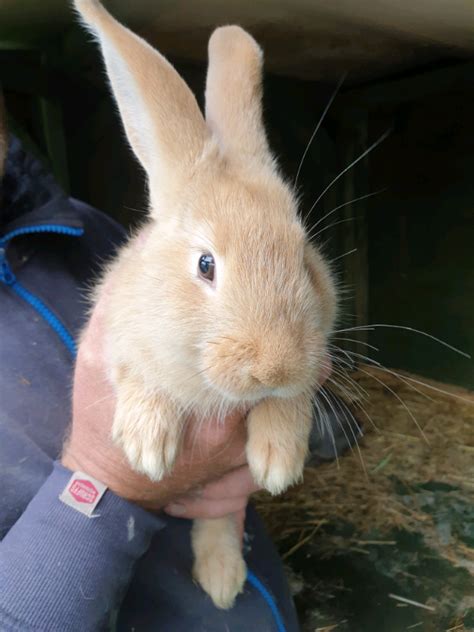 Flemish Giant Babies For Sale All Now Sold In Southport Merseyside