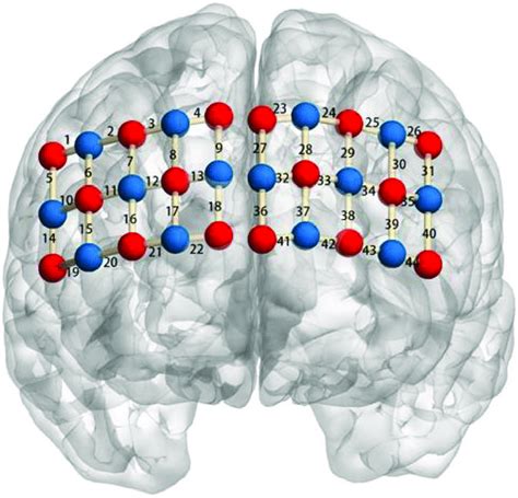 Localization Of Regions Of Interest Right Ventrolateral Prefrontal