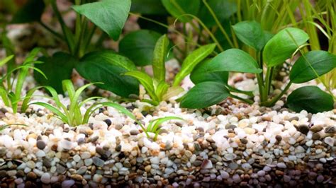 Choosing The Right Substrate For Your Aquarium Diapteron Shop