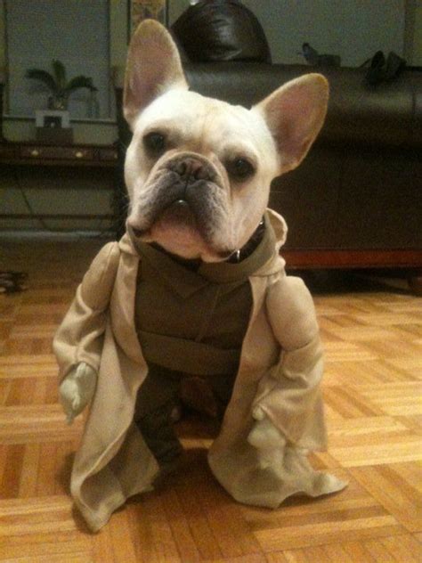 Yoda Frenchie French Bulldog Halloween Costumes French Bulldog Costume