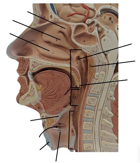 Head 2 Diagram | Quizlet