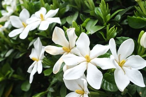 8 Best Flowering Bushes to Boost Curb Appeal