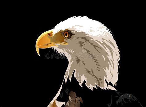 Bald Eagle Stock Vector Illustration Of Nature Population 70784364