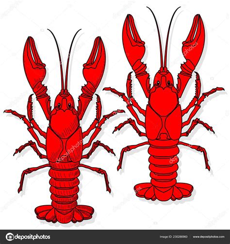 Crayfish Vector Illustration White Background Stock Vector Image By