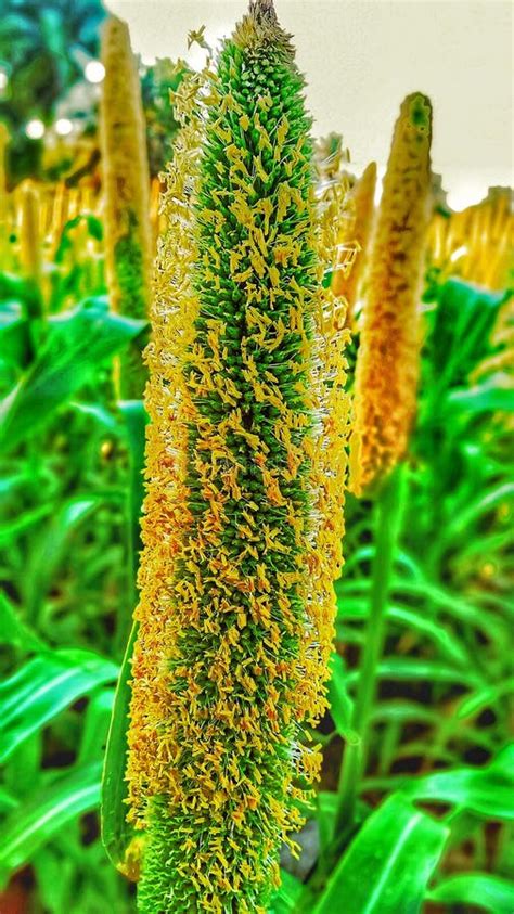 Plantes De Millet Et Branche Darbre Vertes Sur Un Ciel Bleu Photo