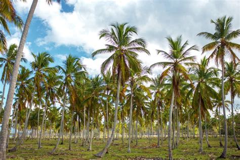 The Palm Tree Forest Green Palm Trees On A Green Lawn Stock Photo