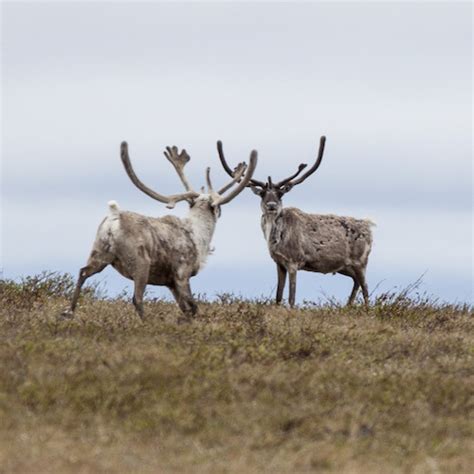 What Is Missing Western Arctic Caribou Decline By 80