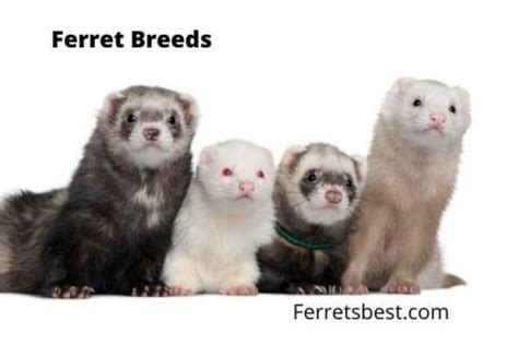 Ferret Breeds | Ferrets Best