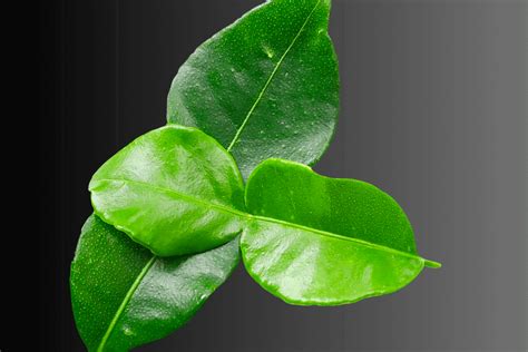 Lemon Leaf A Perfect Mix Of Wellness And Aroma African Food Network