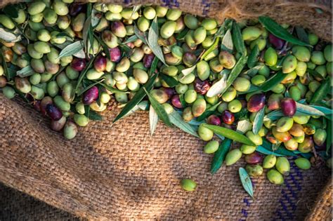 Come Conservare Le Olive Tutti I Metodi Cucina Tecnologica