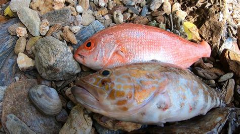 Hand Line Fishing The Islands For Snapper Grouper Traditional Bottom