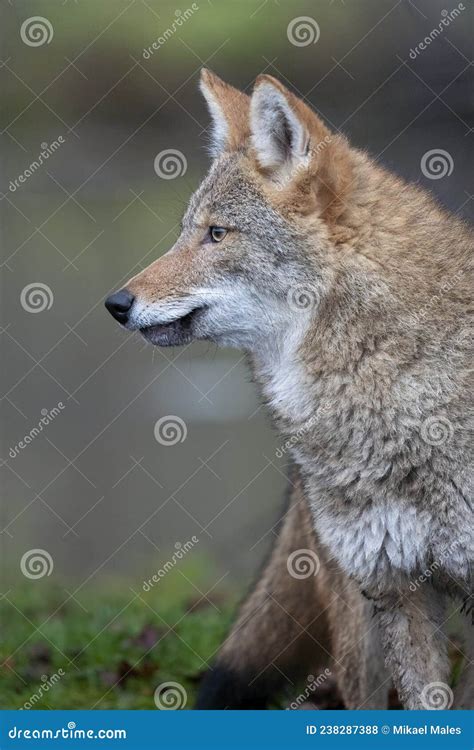 Vertical Portrait Of Coyote With Head Turned To The Side Stock Photo