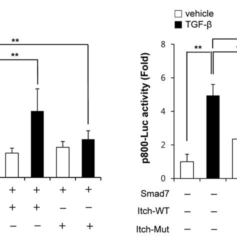 Regulation of TGF β1 induced Smad3 transcriptional activity by Itch