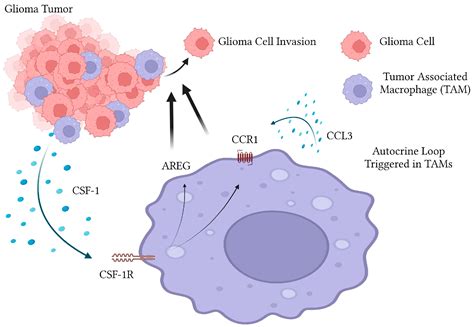 Ijms Free Full Text The Chemokine Receptor Ccr1 Mediates Microglia