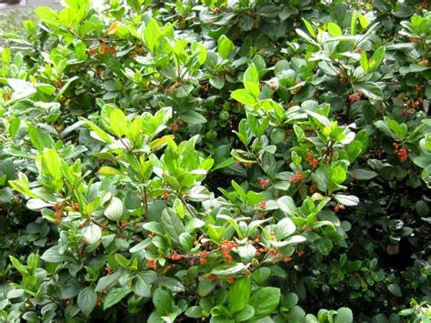 Viburnum Suspensum Lindl 37799 Biodiversidad Virtual Plantas