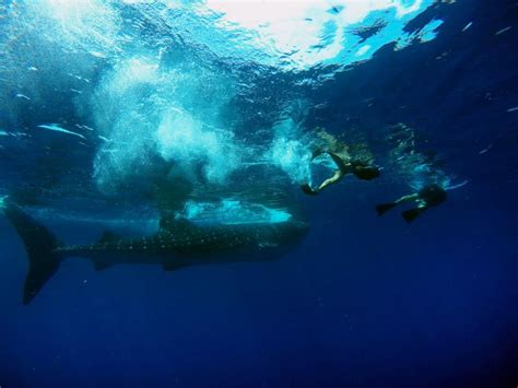 Cancun And Riviera Maya Swim With Whale Sharks Tour W Lunch Getyourguide