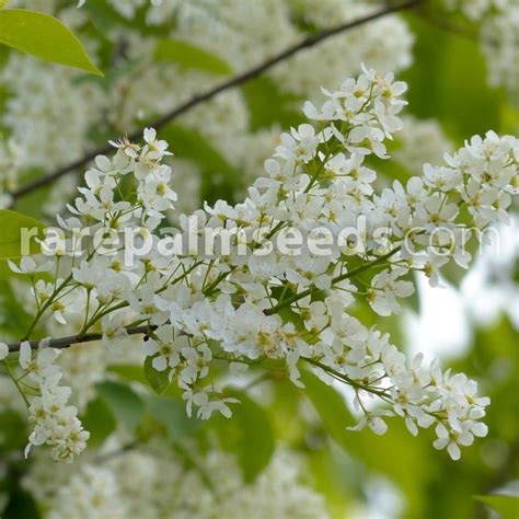 Prunus padus – Bird Cherry – Buy seeds at rarepalmseeds.com
