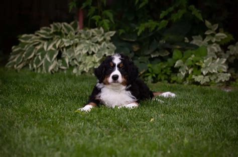 Bernedoodle Growth Chart: How Big Will My Bernedoodle Get?