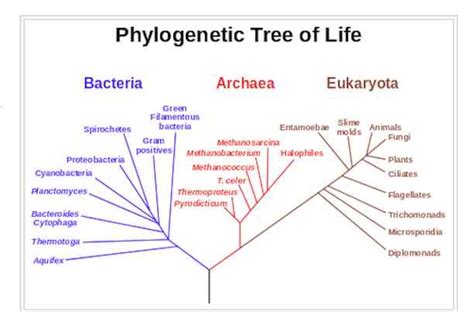 Diagram Web Of Life Diagram Mydiagramonline