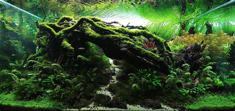 Nature Aquarium with Lush Green Aquatic Plants and Trees