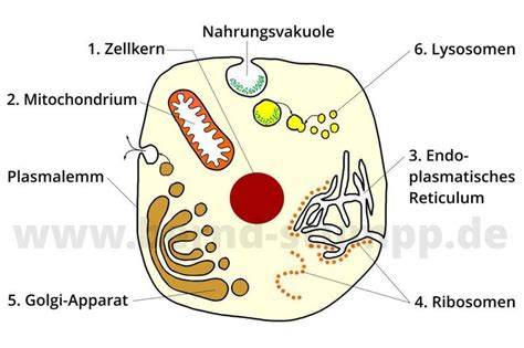 Körperzelle mit ihren wichtigsten Organellen im Überblick Zellen