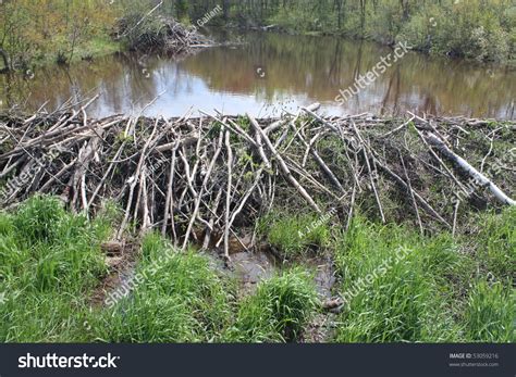 Beaver Dam Stock Photo 53059216 - Shutterstock